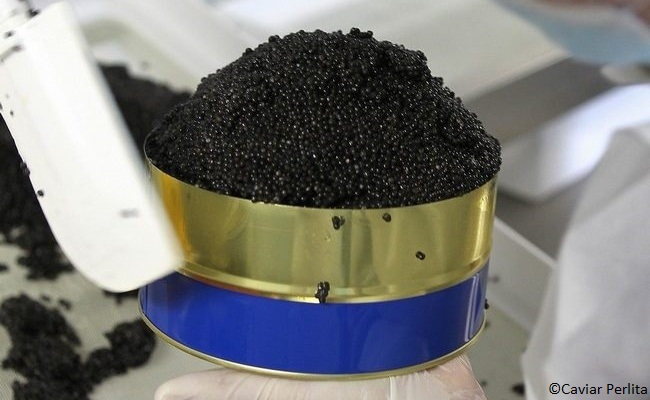 Caviar perlita, réalisé à base d'esturgeons Baeri